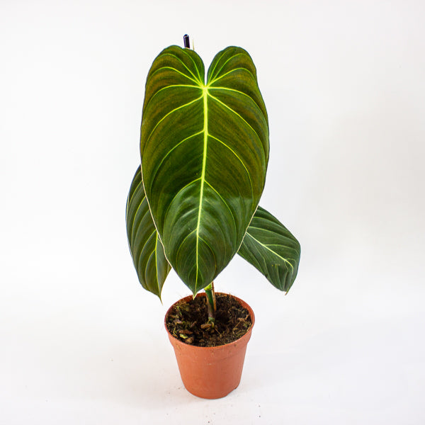 Philodendron Melanochrysum 12cm H45cm