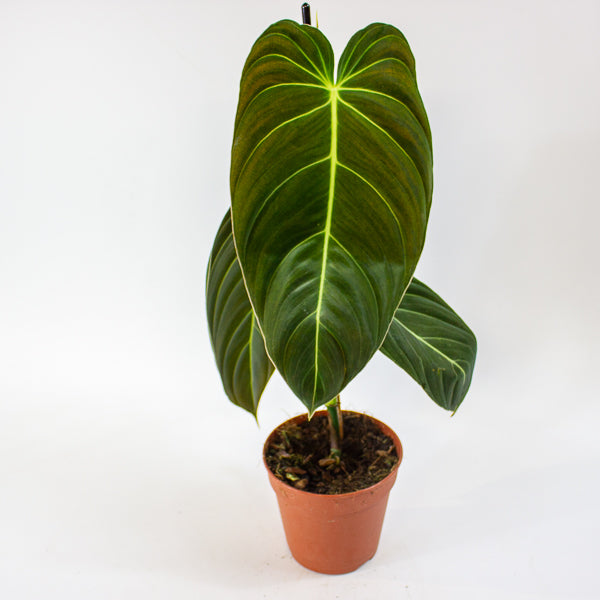 Philodendron Melanochrysum 12cm H45cm