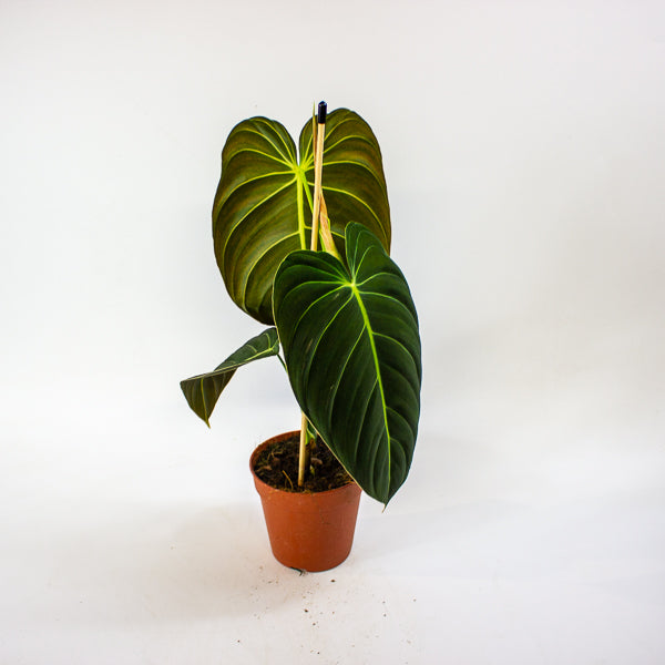 Philodendron Melanochrysum 12cm H45cm