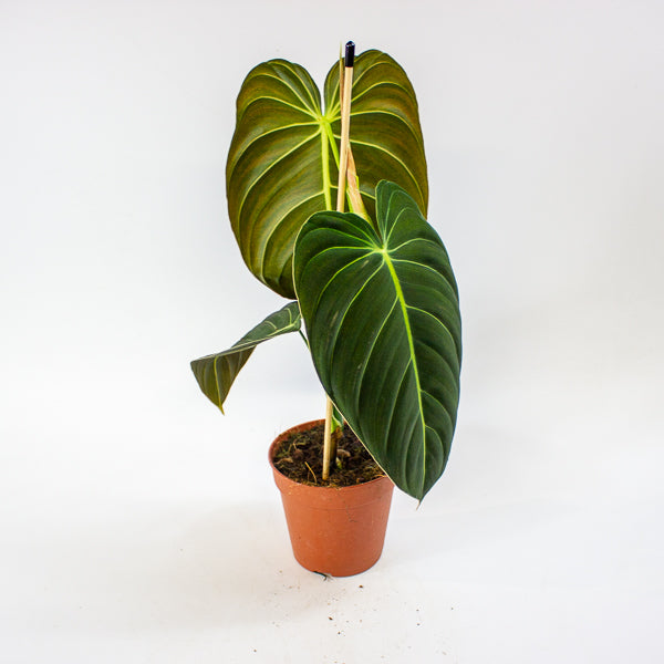 Philodendron Melanochrysum 12cm H45cm