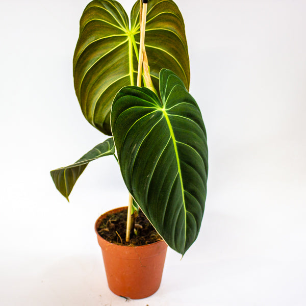 Philodendron Melanochrysum 12cm H45cm