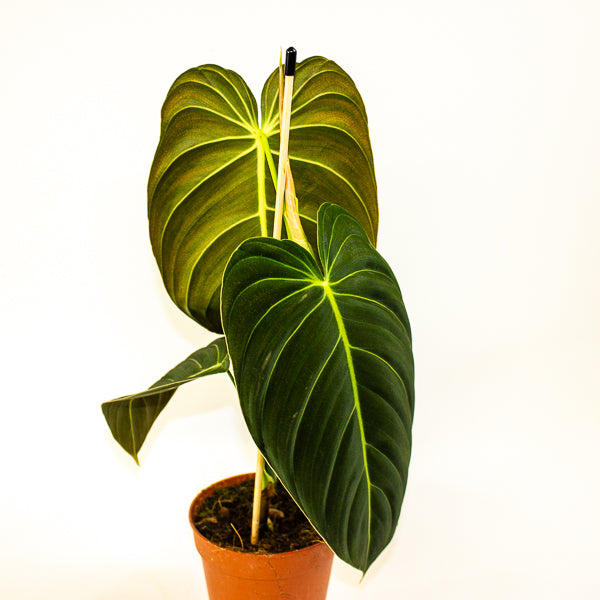 Philodendron Melanochrysum 12cm H45cm