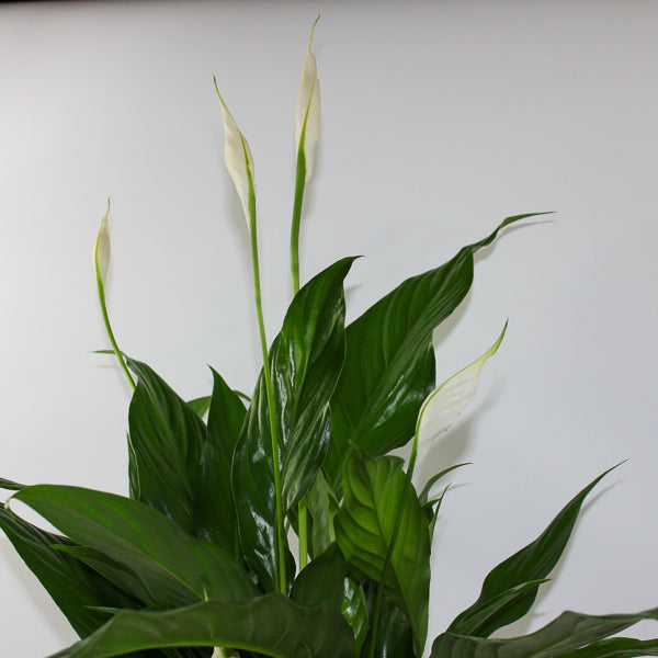 Spathiphyllum Sweet Chico Ø13cm H55cm