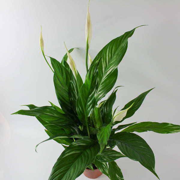 Spathiphyllum Sweet Chico Ø13cm H55cm