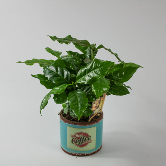 Coffea arr. Ø9cm H20cm