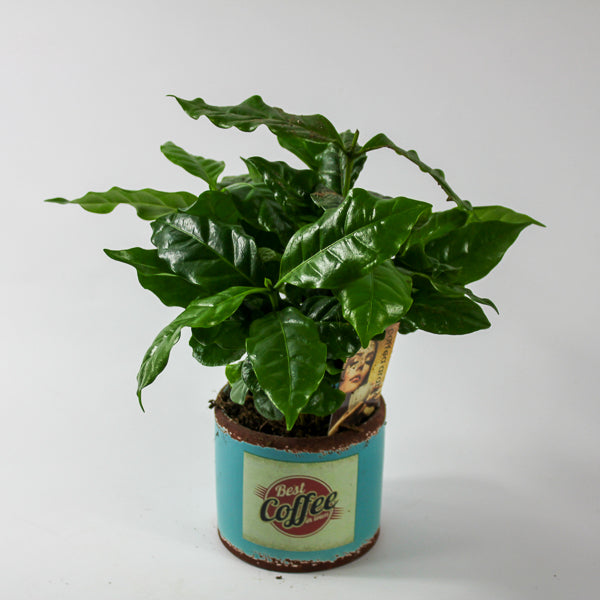 Coffea arr. Ø9cm H20cm