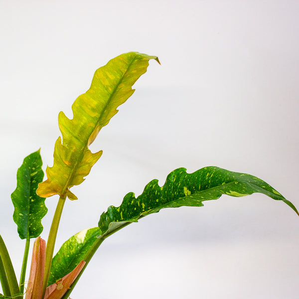 Philodendron Ring of Fire 12cm H30cm