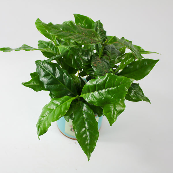 Coffea arr. Ø9cm H20cm