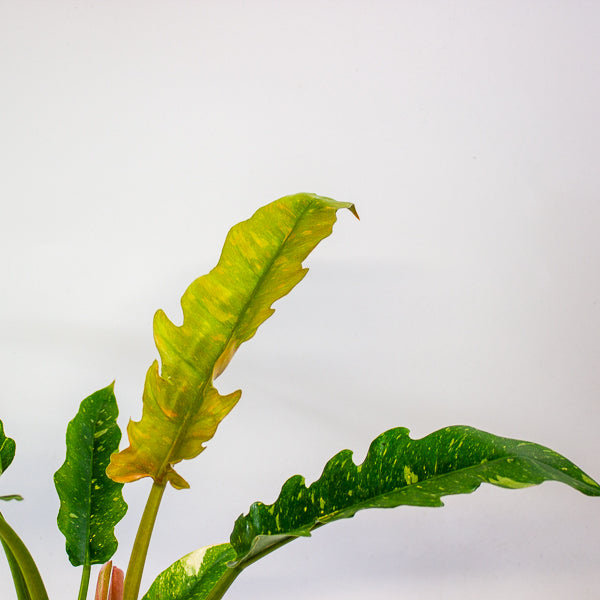 Philodendron Ring of Fire 12cm H30cm