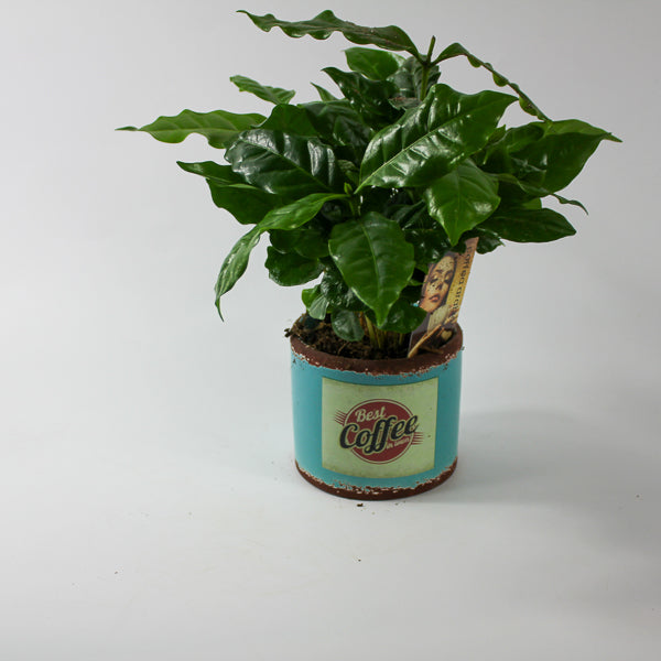 Coffea arr. Ø9cm H20cm