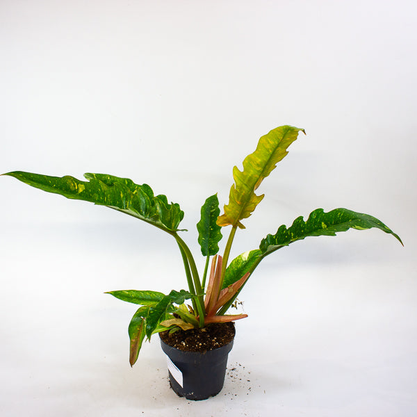 Philodendron Ring of Fire 12cm H30cm