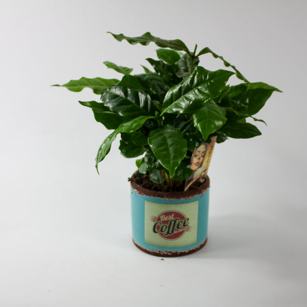Coffea arr. Ø9cm H20cm