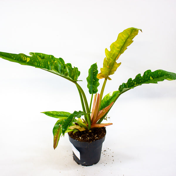 Philodendron Ring of Fire 12cm H30cm