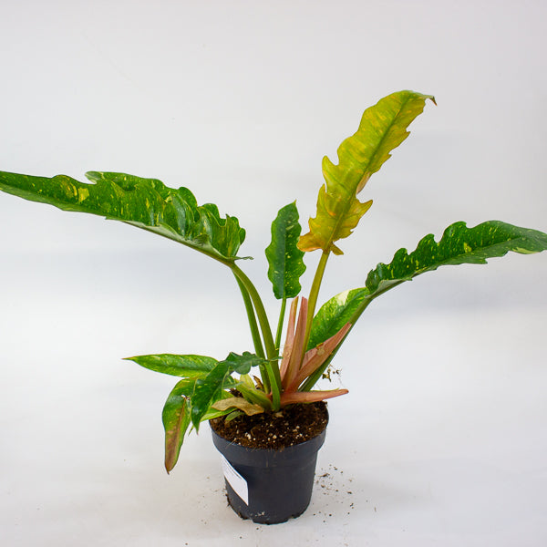 Philodendron Ring of Fire 12cm H30cm