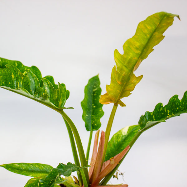 Philodendron Ring of Fire 12cm H30cm