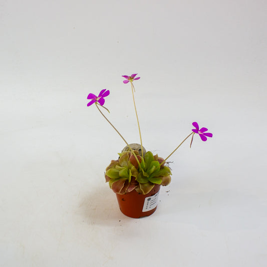 Pinguicula 8.5cm H10cm