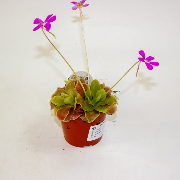 Pinguicula 8.5cm H10cm