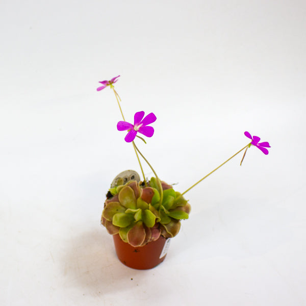 Pinguicula 8.5cm H10cm