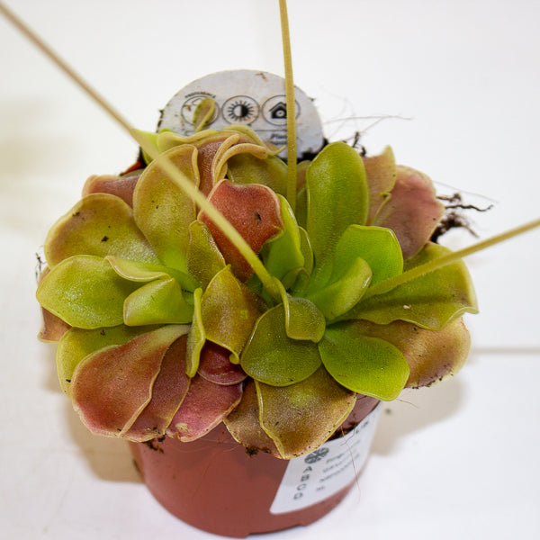 Pinguicula 8.5cm H10cm