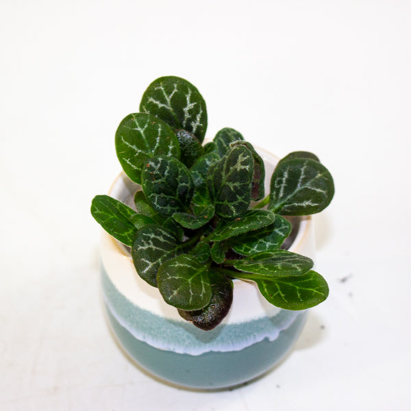 Primulina Yungfuensis 2cm H10cm