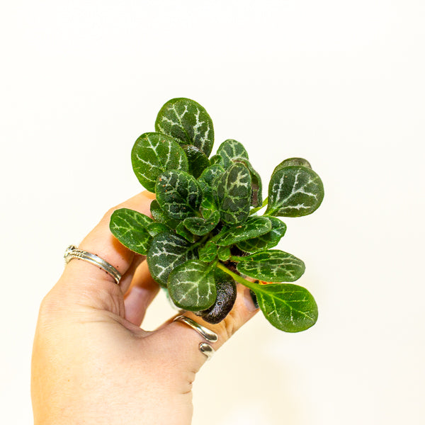 Primulina Yungfuensis 2cm H10cm