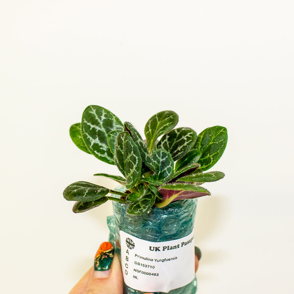 Primulina Yungfuensis 2cm H10cm