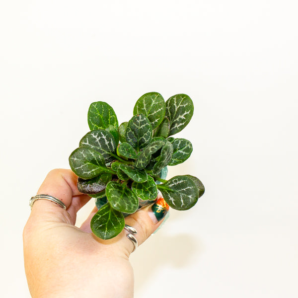 Primulina Yungfuensis 2cm H10cm