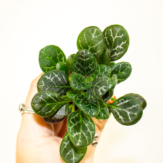 Primulina Yungfuensis 2cm H10cm