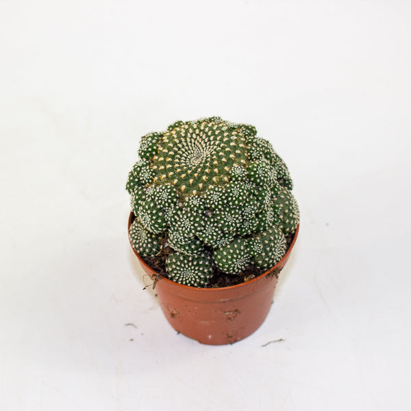 Rebutia muscula 8.5cm H16cm