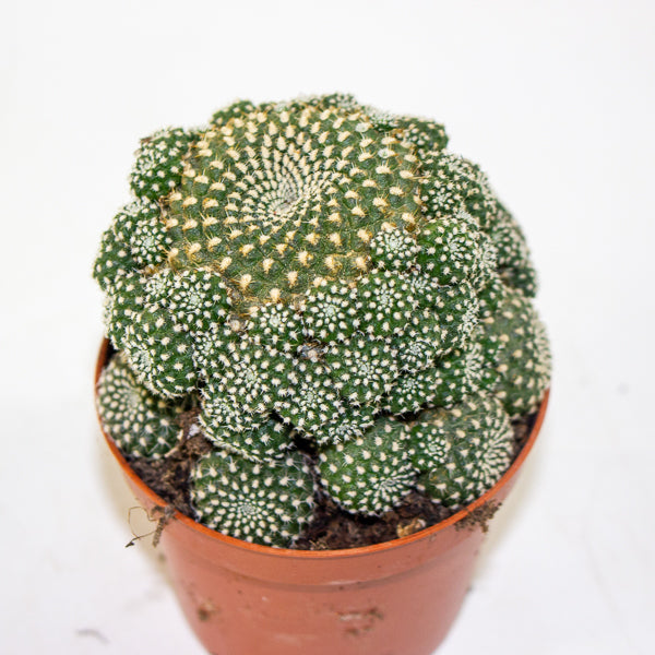 Rebutia muscula 8.5cm H16cm