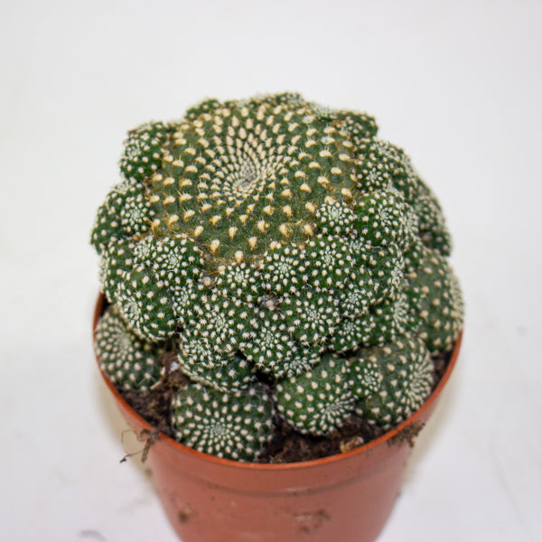 Rebutia muscula 8.5cm H16cm