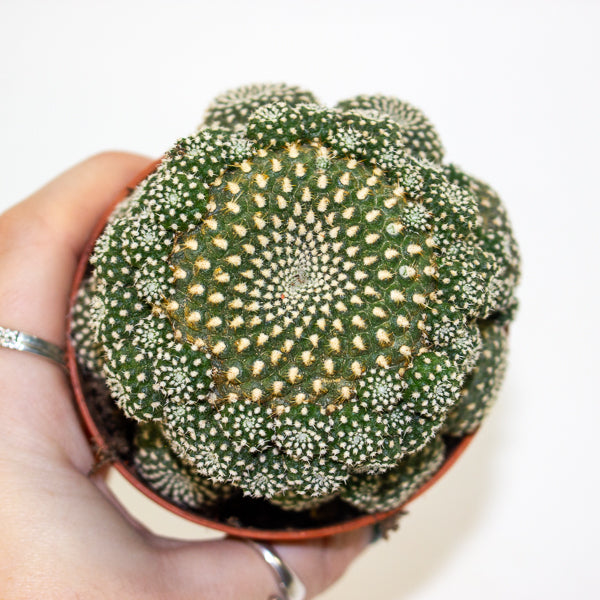 Rebutia muscula 8.5cm H16cm