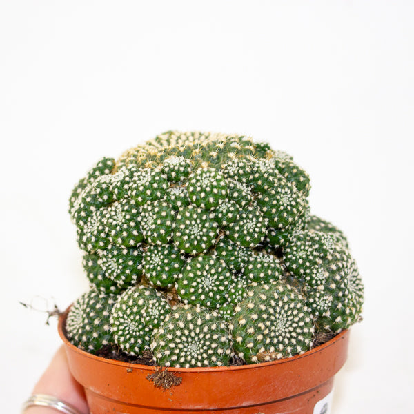 Rebutia muscula 8.5cm H16cm