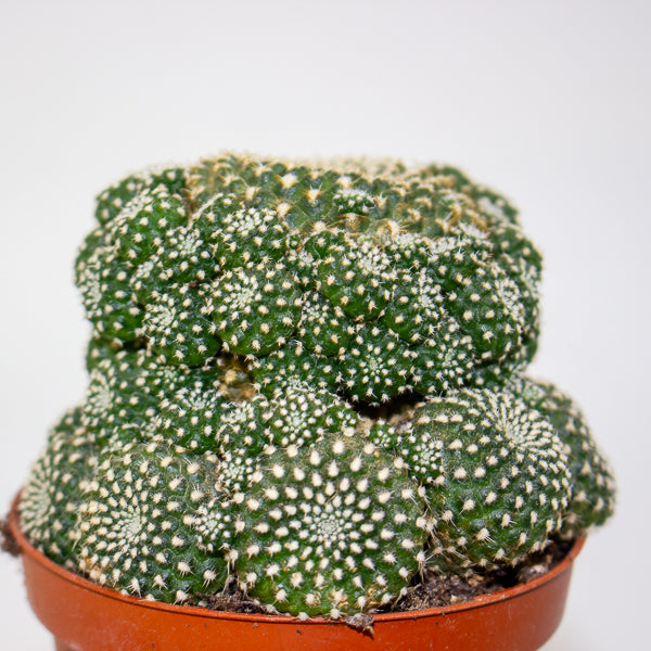 Rebutia muscula 8.5cm H16cm