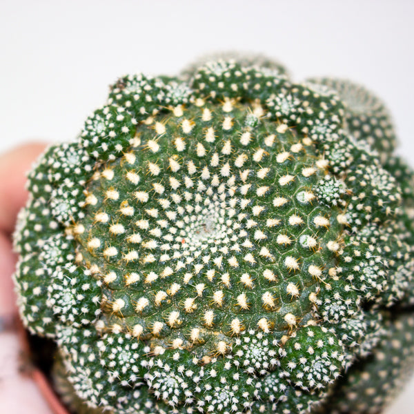 Rebutia muscula 8.5cm H16cm