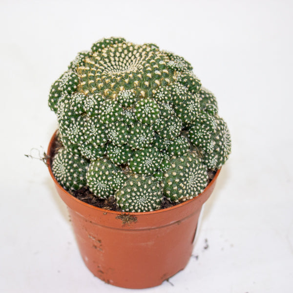 Rebutia muscula 8.5cm H16cm