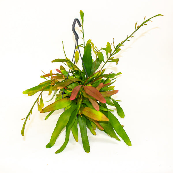 Rhipsalis Red Coral 14cm H30cm
