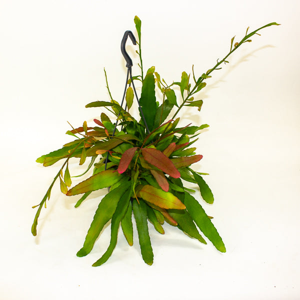 Rhipsalis Red Coral 14cm H30cm