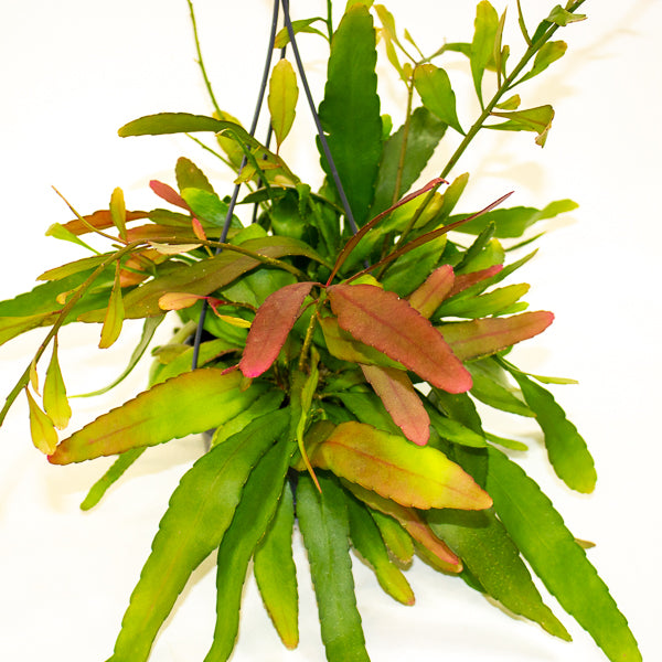 Rhipsalis Red Coral 14cm H30cm