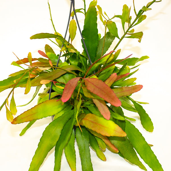 Rhipsalis Red Coral 14cm H30cm