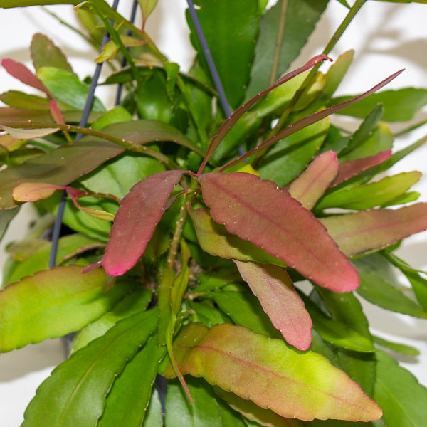 Rhipsalis Red Coral 14cm H30cm