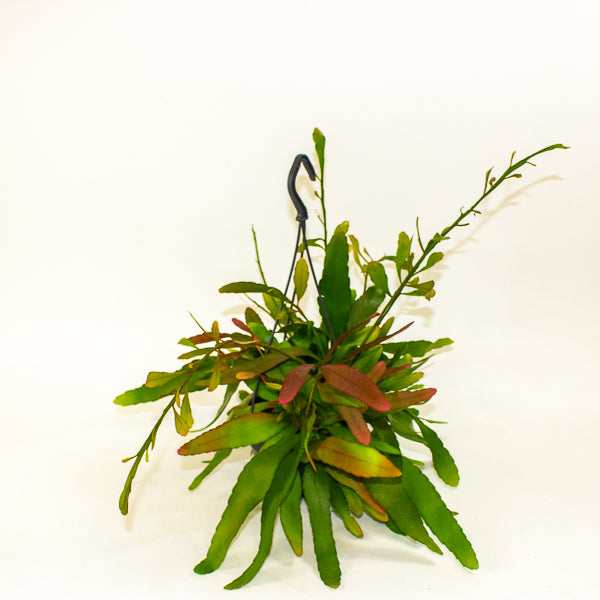 Rhipsalis Red Coral 14cm H30cm