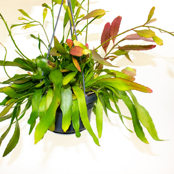 Rhipsalis Red Coral 14cm H30cm