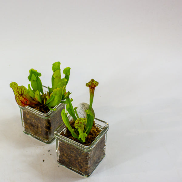 Carniverous mix in Square Glass Vase 8cm H17cm