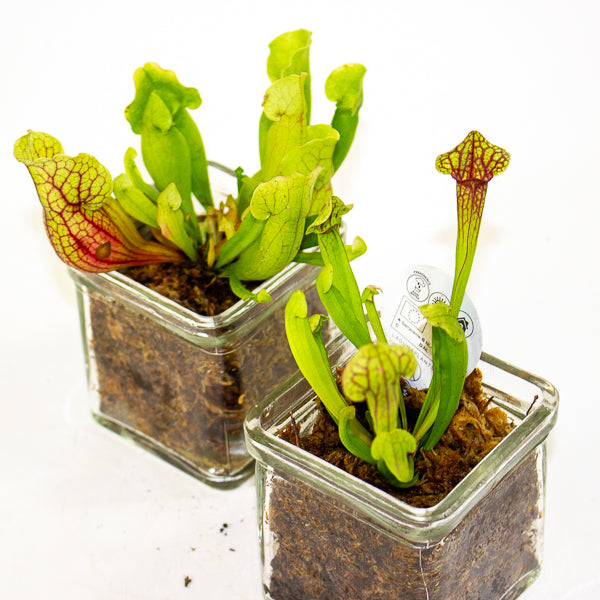 Carniverous mix in Square Glass Vase 8cm H17cm