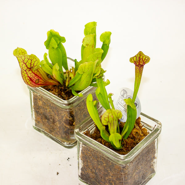 Carniverous mix in Square Glass Vase 8cm H17cm