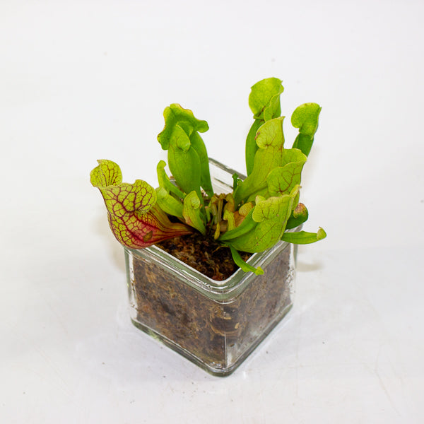 Carniverous mix in Square Glass Vase 8cm H17cm