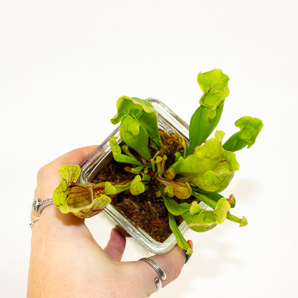 Carniverous mix in Square Glass Vase 8cm H17cm