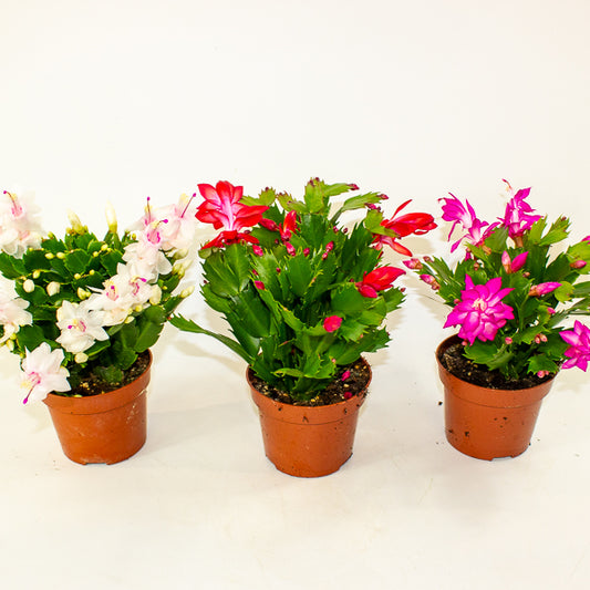 Schlumbergera Flame mixed 12cm H24cm