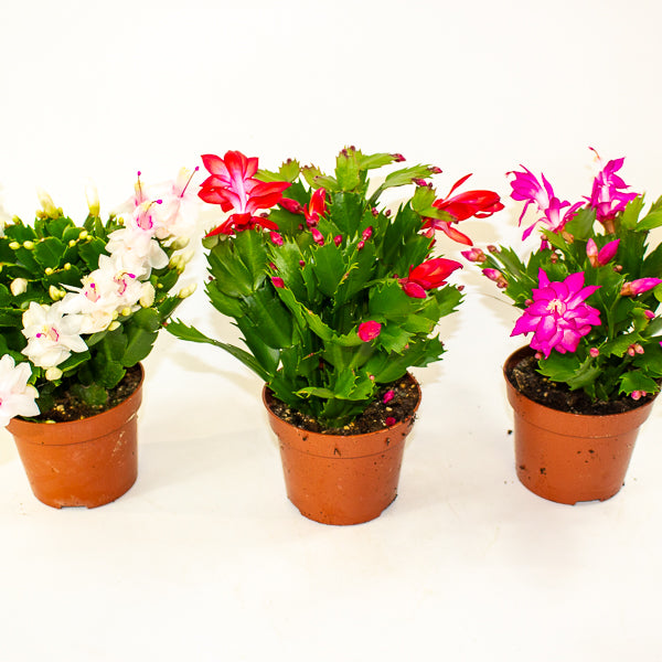 Schlumbergera Flame mixed 12cm H24cm